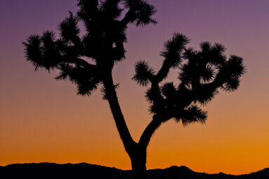 climate crisis, conservation, California, Joshua trees, peril, protection plan