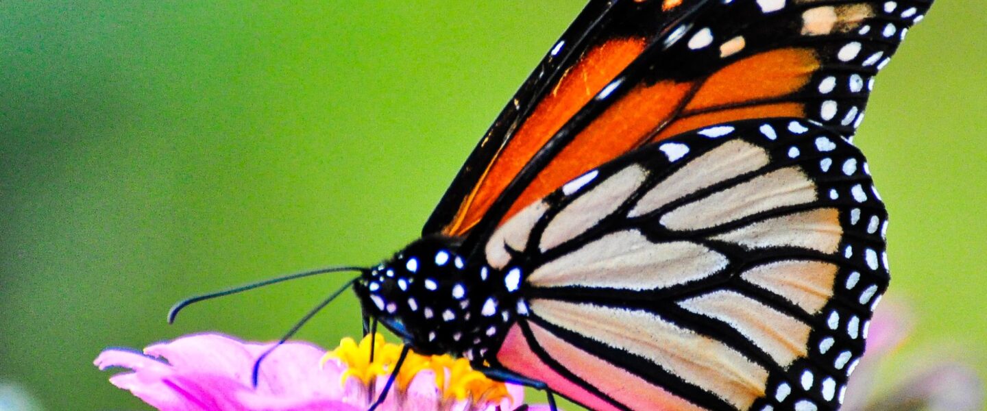 climate crisis, pollinators, threatened species, US, monarch butterflies