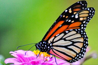 climate crisis, pollinators, threatened species, US, monarch butterflies