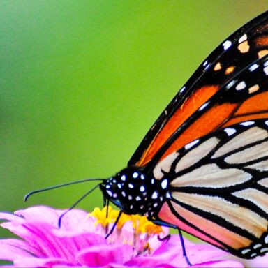 climate crisis, pollinators, threatened species, US, monarch butterflies