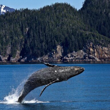 wildlife, marine migration, humpback whale sightings, record journey