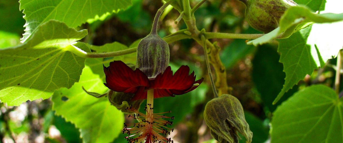 science, nature, botany, Maui wildfire, historic trees, conservation