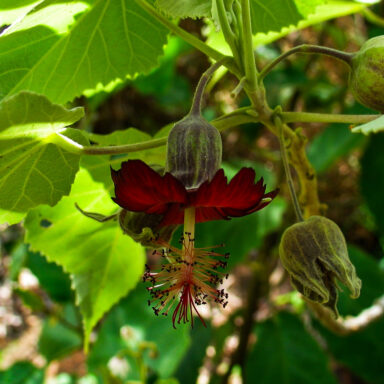 science, nature, botany, Maui wildfire, historic trees, conservation