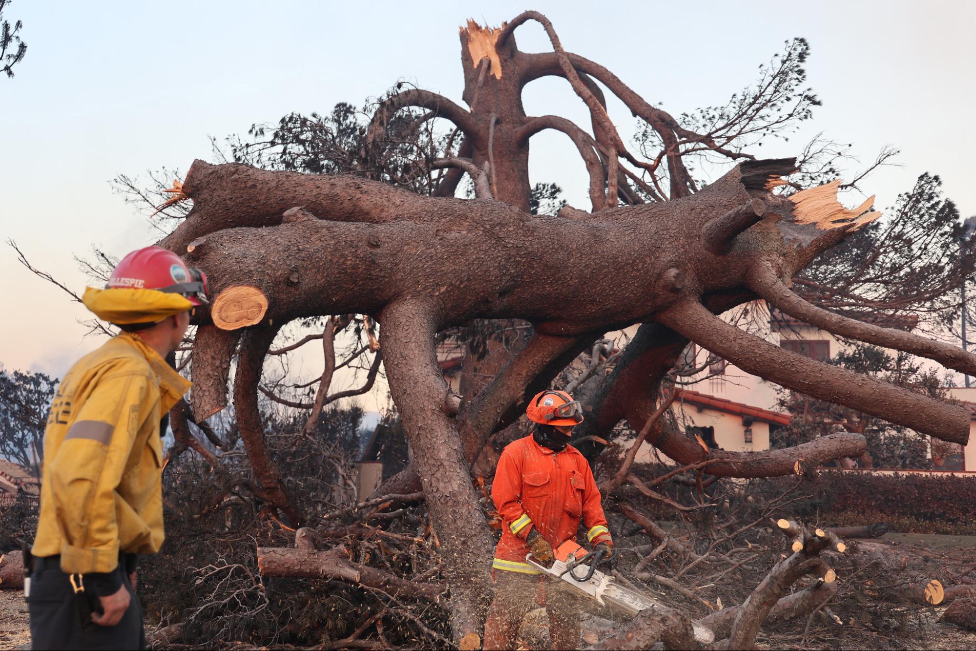 Firefighters, fallen trees, Palisades Fire, Los Angeles, 2025