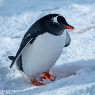 climate change, epicenter, Antarctic core, 1M-year-old ice sample study