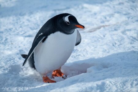 climate change, epicenter, Antarctic core, 1M-year-old ice sample study