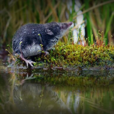 nature, biodiversity, mammals, California, elusive Mount Lyell shrew filmed