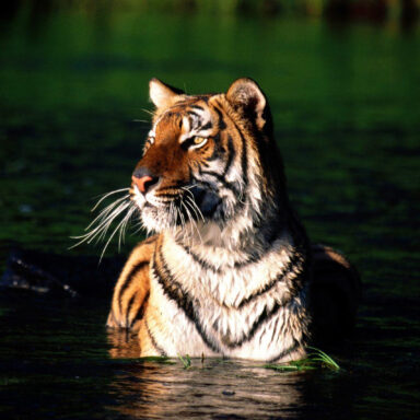 science, biodiversity, wildlife conservation, India, tiger conservation success