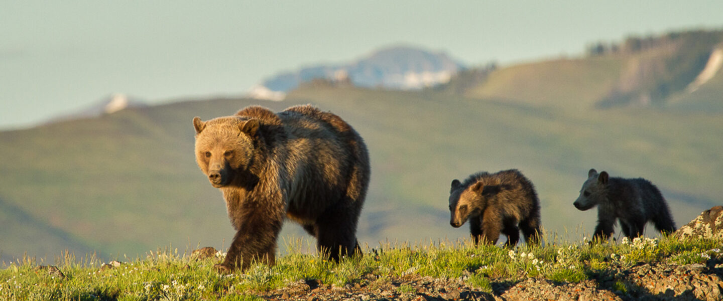 grizzly bear, Greater Yellowstone Ecosystem