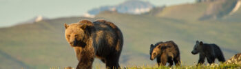 grizzly bear, Greater Yellowstone Ecosystem