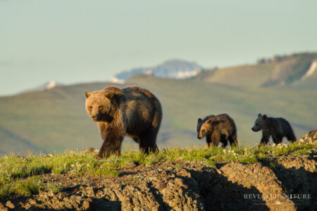 grizzly bear, Greater Yellowstone Ecosystem