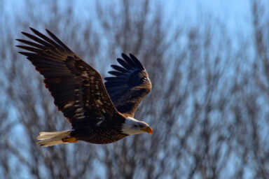 nature, wildlife, birds, American bald eagle, comeback