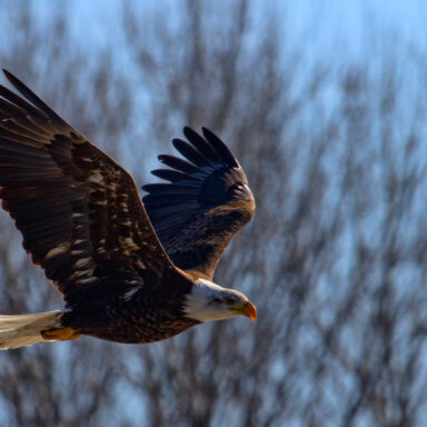 nature, wildlife, birds, American bald eagle, comeback