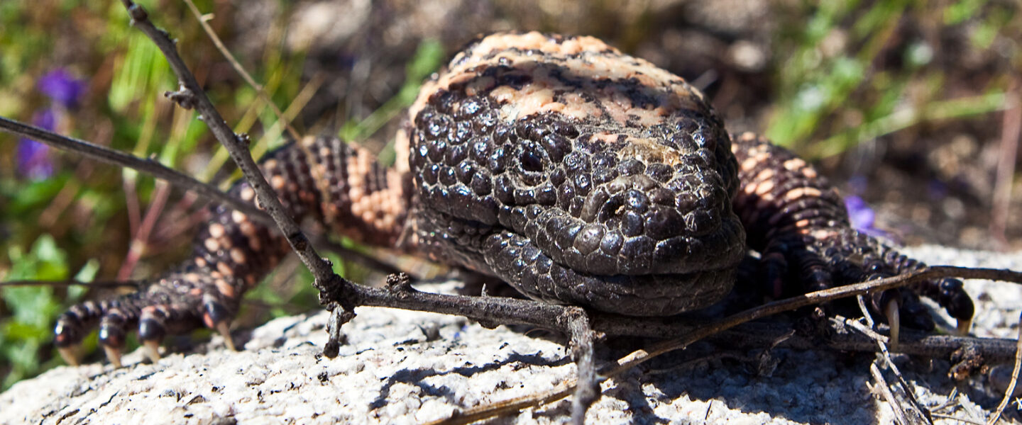 science, big pharma, Ozempic, Gila monsters, conservation chemistry