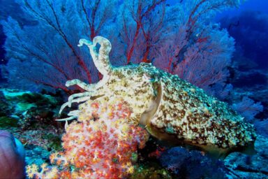 science, marine life, biodiversity, cuttlefish, hunting, camouflage skills