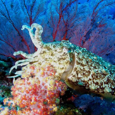 science, marine life, biodiversity, cuttlefish, hunting, camouflage skills