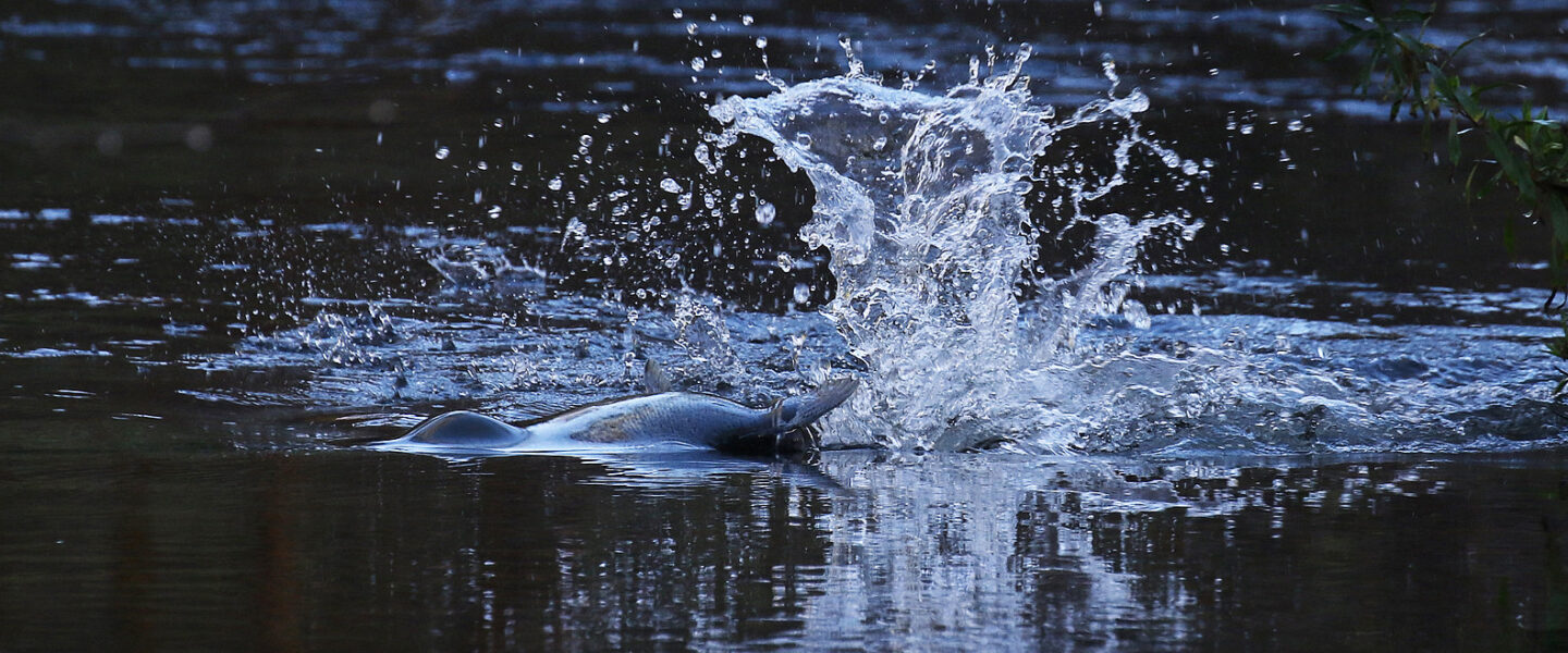 nature, biodiversity, Pacific Ocean, chinook salmon, spawning, survival, new study