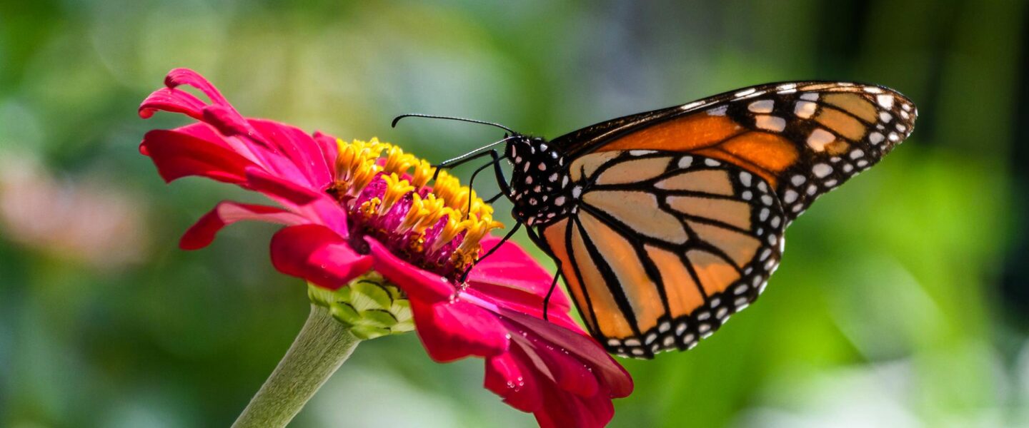 Climate crisis, biodiversity, pollinators, migration, US West, monarch butterfly numbers