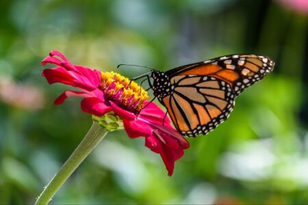 Climate crisis, biodiversity, pollinators, migration, US West, monarch butterfly numbers