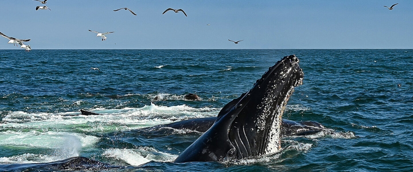 science, nature, marine life, humpback whales, language, songs