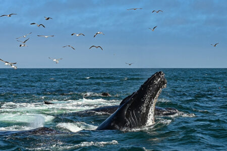 science, nature, marine life, humpback whales, language, songs