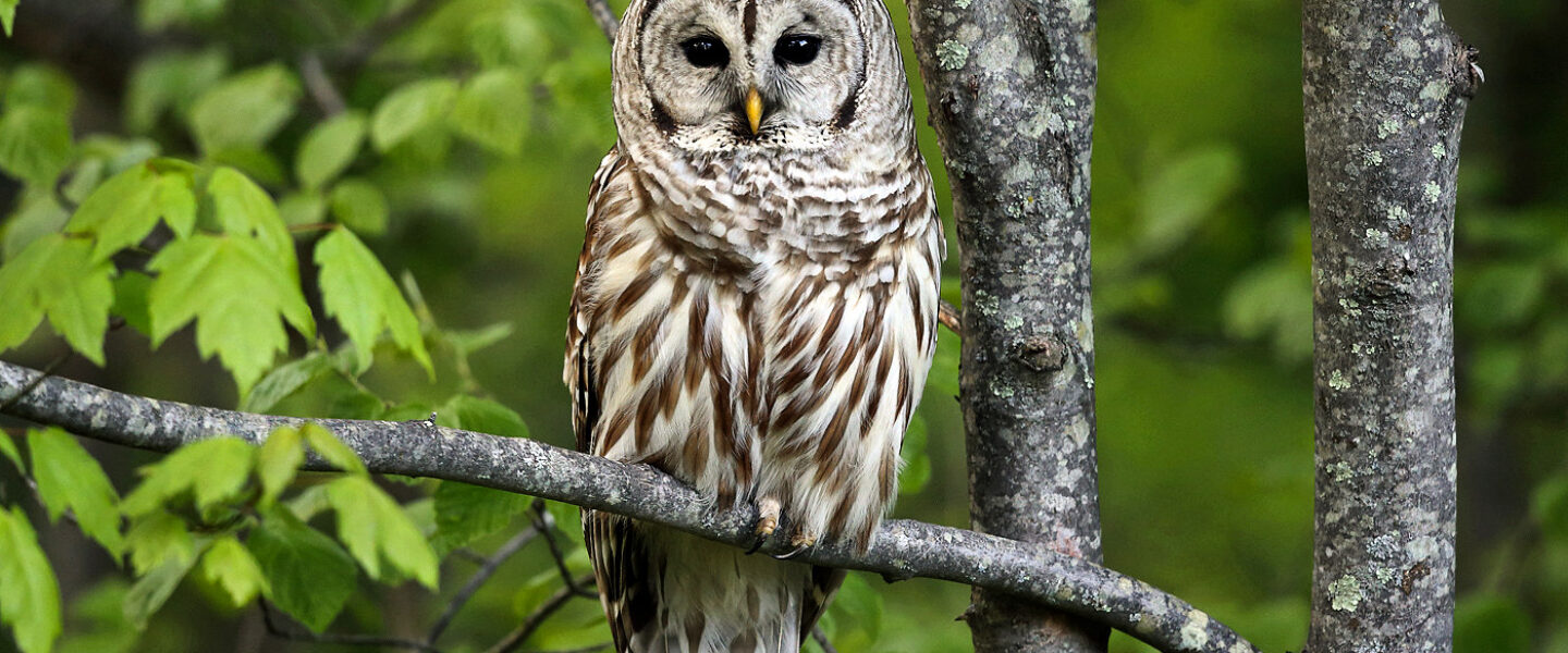 science, biodiversity, invasive species, barred owls, ceasefire call