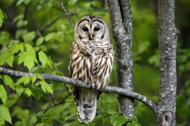 science, biodiversity, invasive species, barred owls, ceasefire call