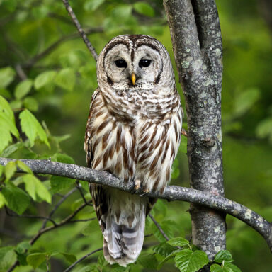 science, biodiversity, invasive species, barred owls, ceasefire call