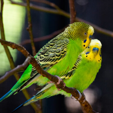 science, nature, humans, birds, brain mechanism, speech
