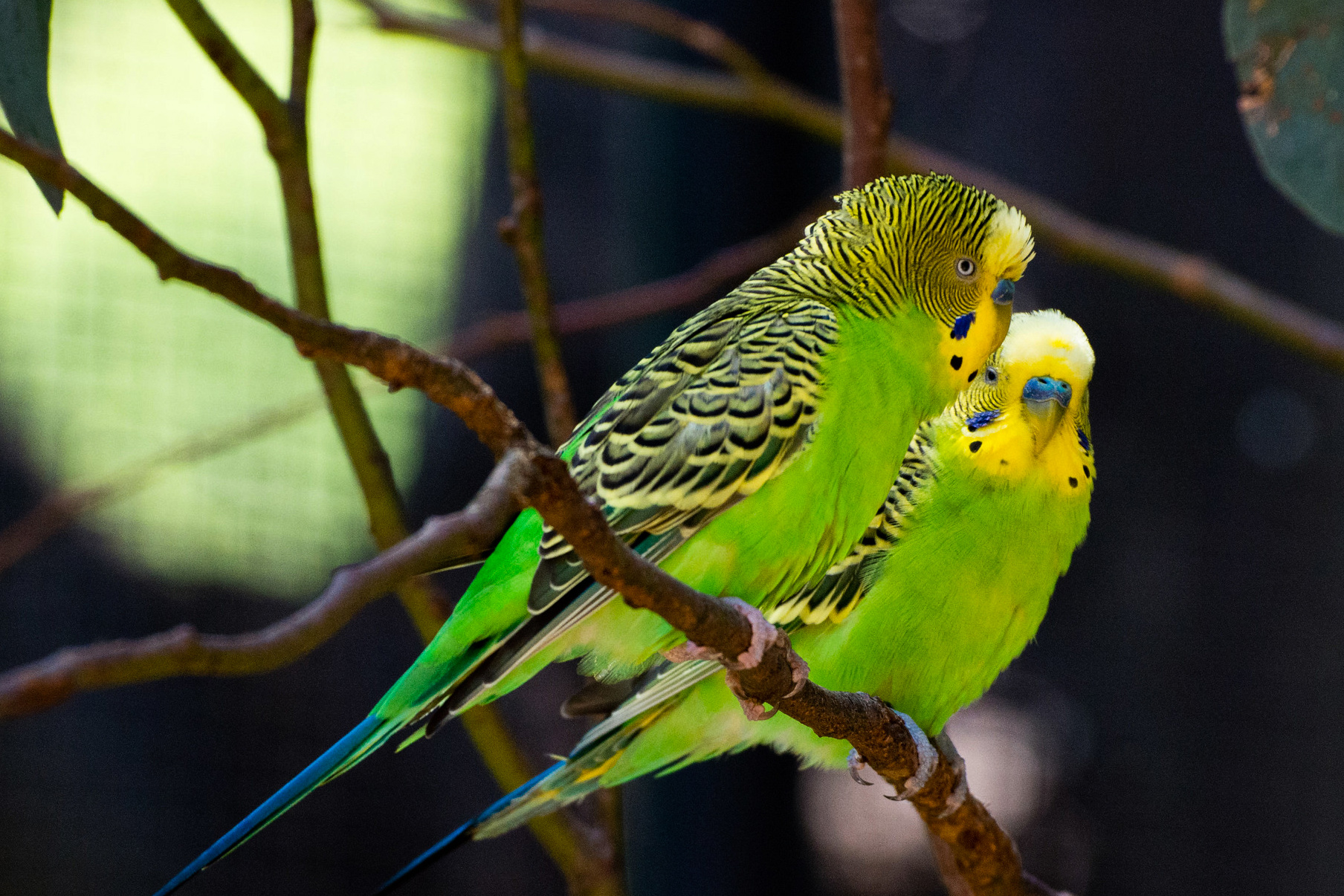 science, nature, humans, birds, brain mechanism, speech