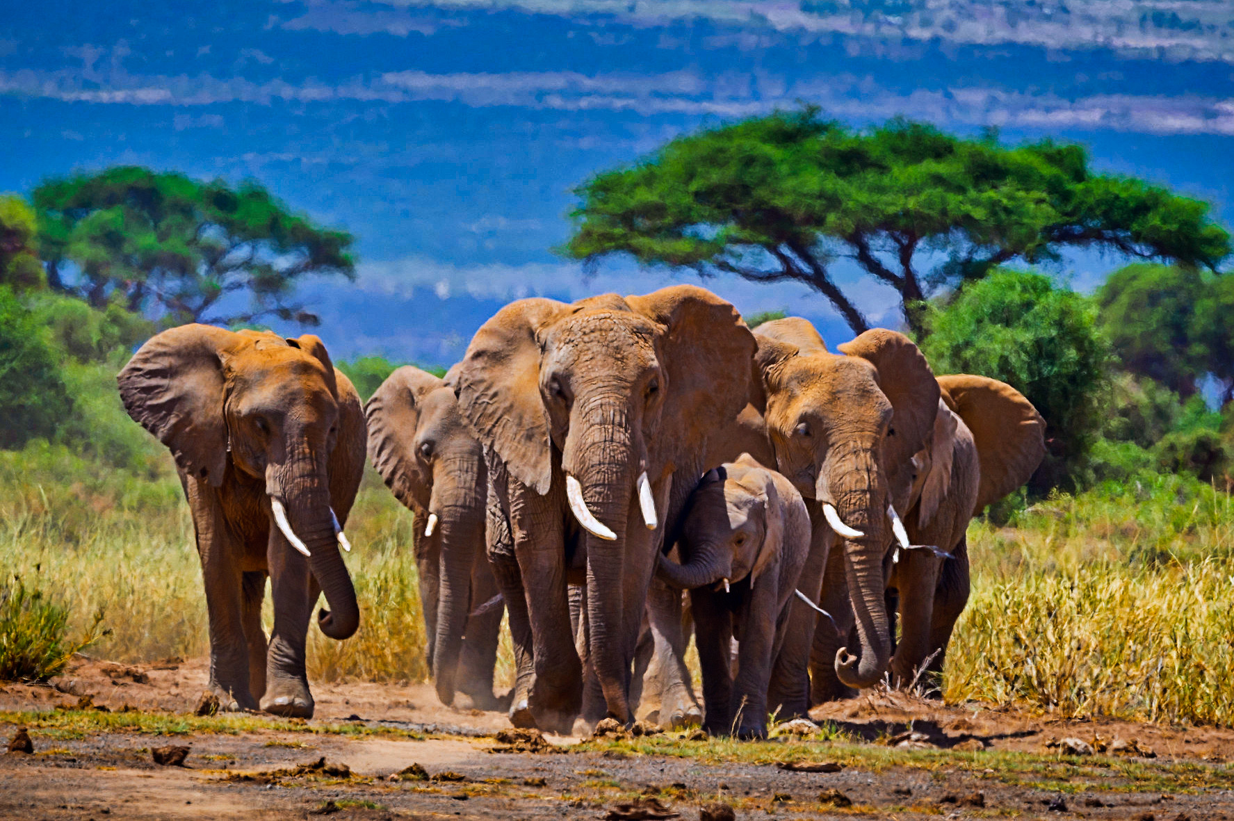 climate crisis, nature, animal conservation, Kenya, nature preserve, wildlife corridors