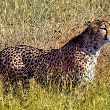 science, nature, biodiversity, wildlife, Kenya, nature corridors