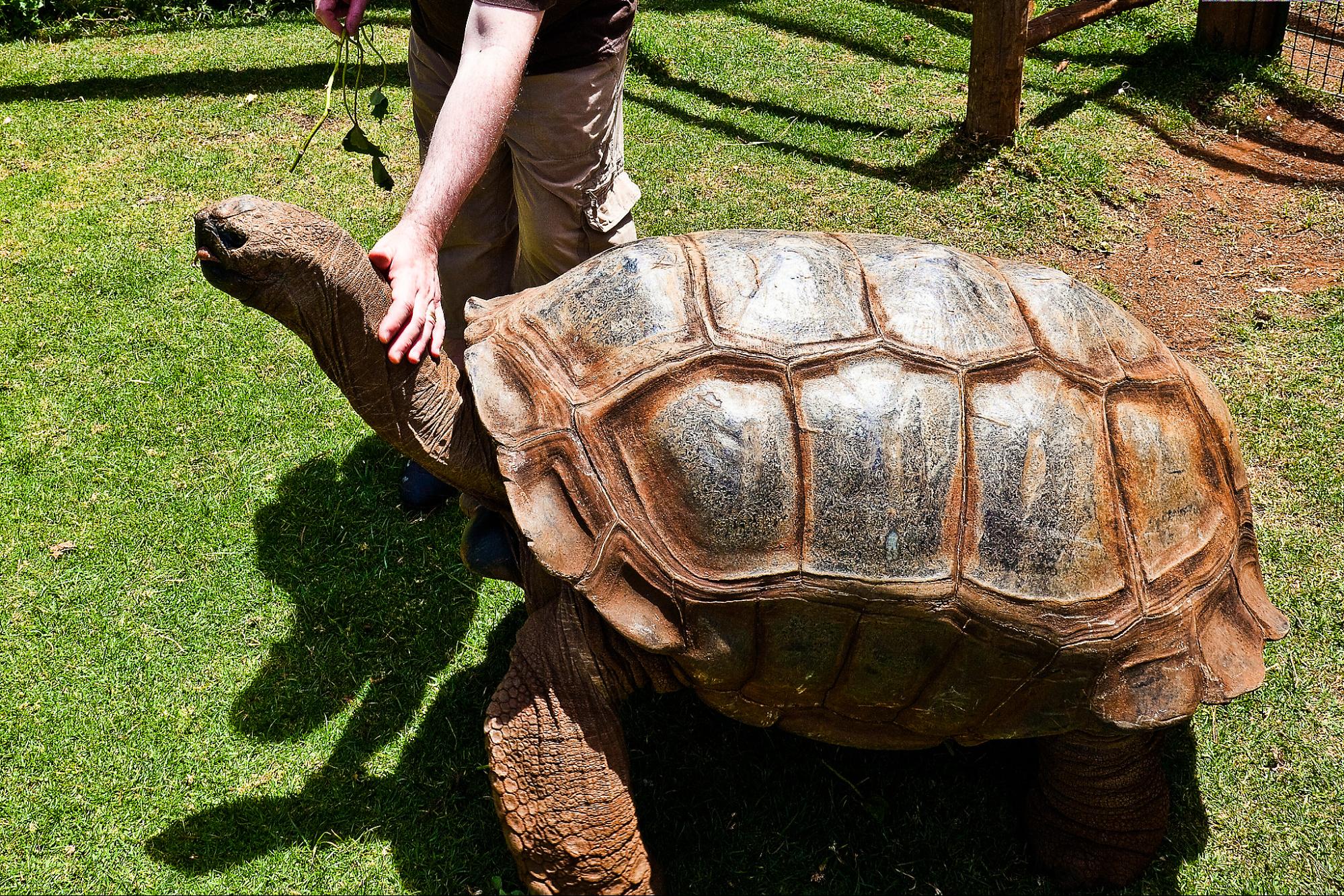 science, nature, biodiversity, ecosystem engineering, Aldabra, giant tortoises