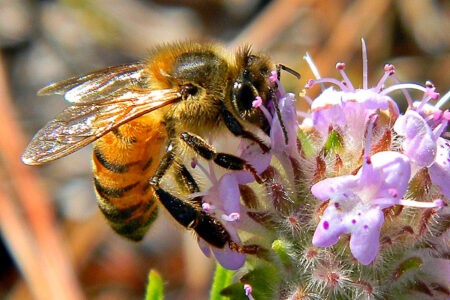 environment, wildflowers, toxins, metals, bees, health, study