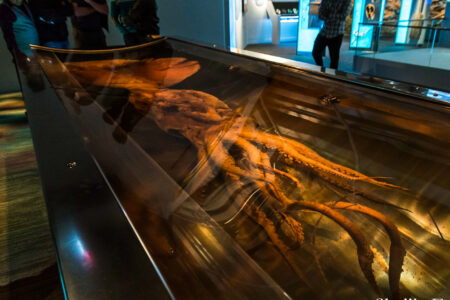 nature, biology, marine life, colossal squid, first deep sea sighting