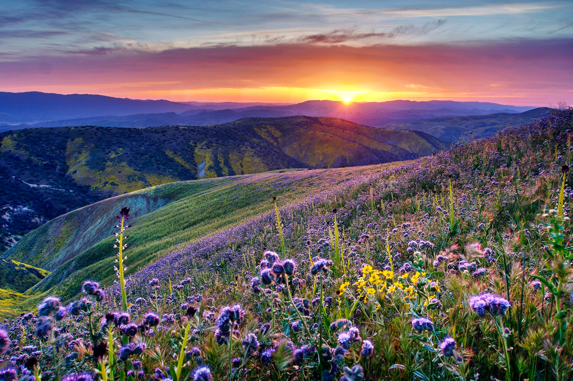 climate change, nature, California, superbloom spectacle