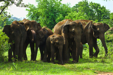 science, nature, biodiversity, species survival, oldest animals