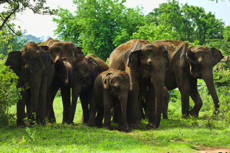 science, nature, biodiversity, species survival, oldest animals
