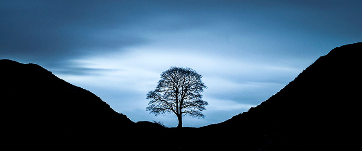 environment, trees, Northern England, Sycamore Gap felling, trial