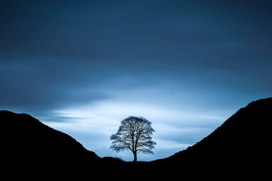 environment, trees, Northern England, Sycamore Gap felling, trial