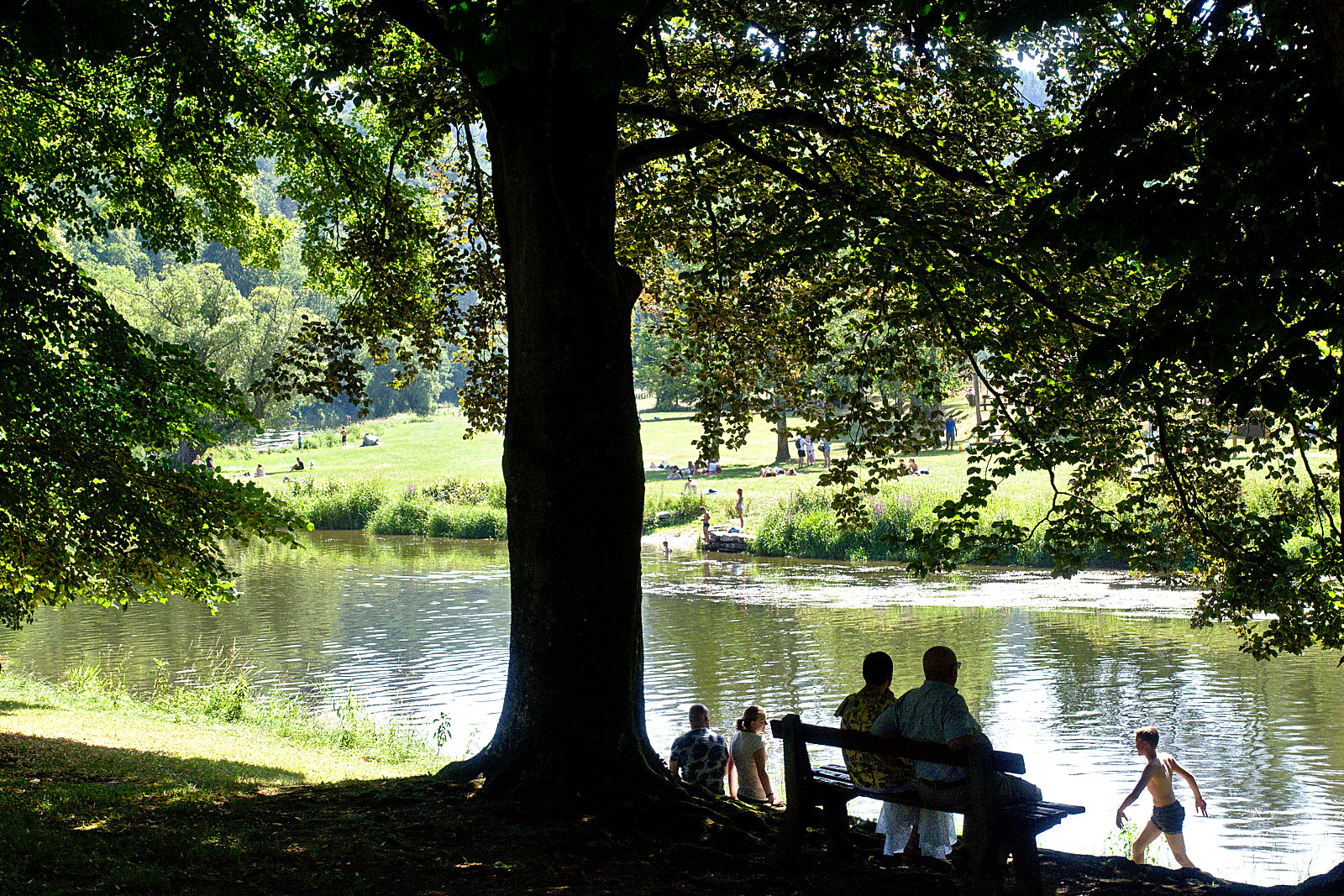 climate crisis, global warming, weather extremes, heatwaves, mixed woodlands, new study