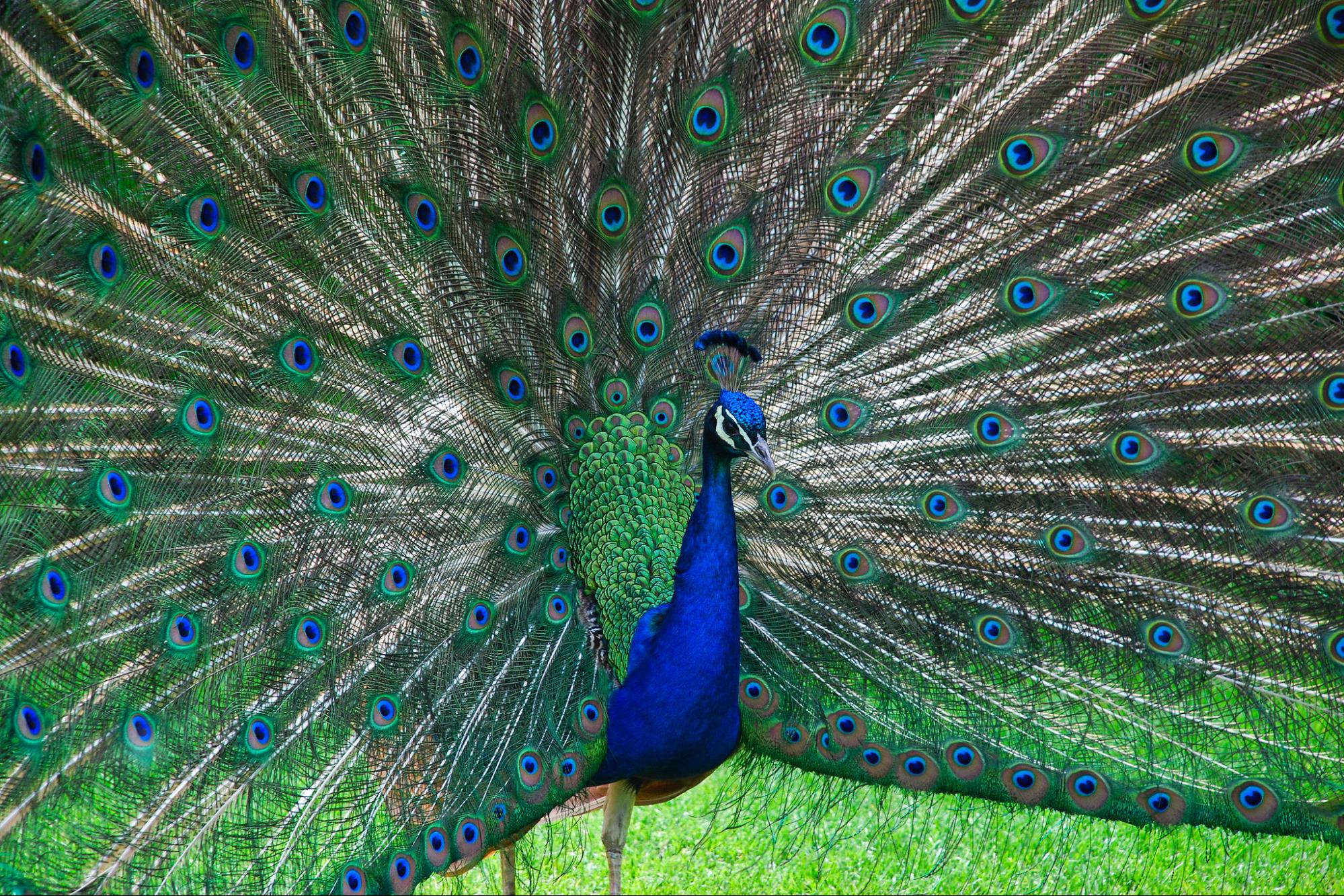 nature, biodiversity, wild animals, preservation, cultural behaviors