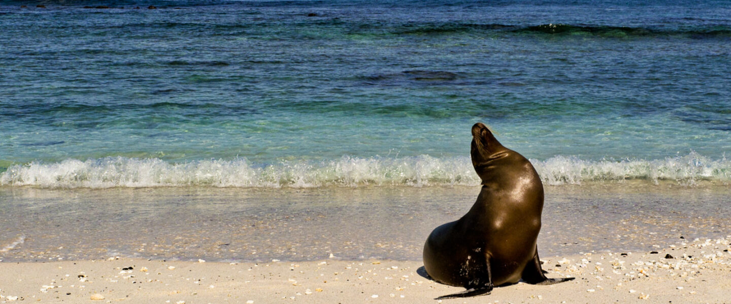 nature,marine life, California, sea lion, musical talent, rhythm