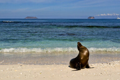 nature,marine life, California, sea lion, musical talent, rhythm