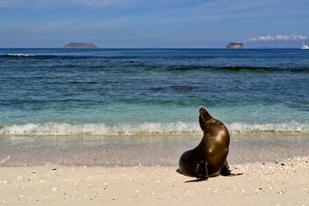 nature,marine life, California, sea lion, musical talent, rhythm