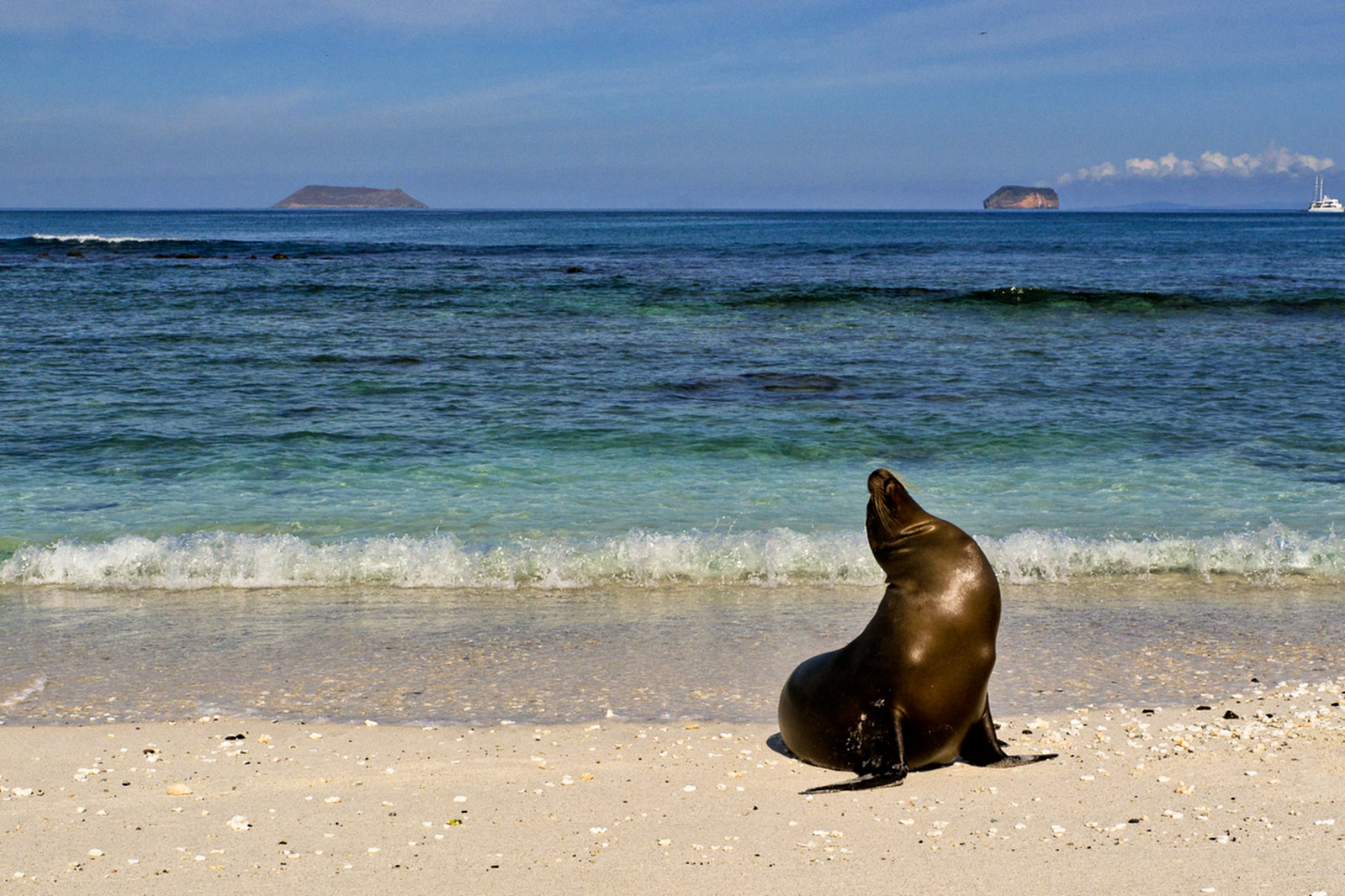 nature,marine life, California, sea lion, musical talent, rhythm