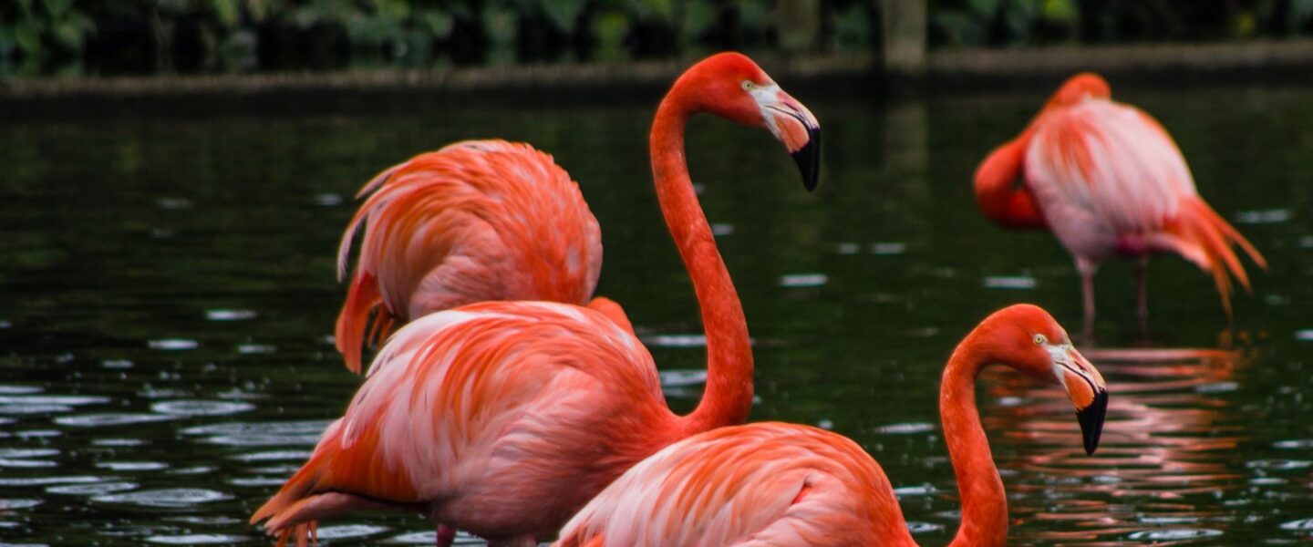 nature, biodiversity, birds, flamingos, hunting techniques