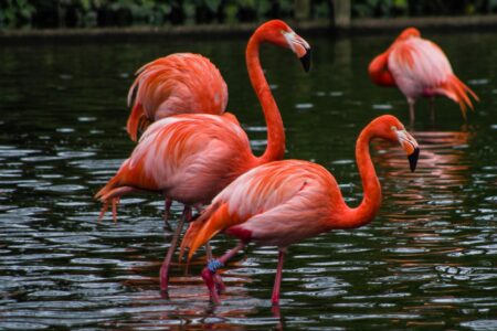 nature, biodiversity, birds, flamingos, hunting techniques