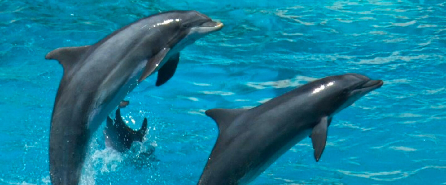 science, biodiversity, marine life, dolphins, communication, recognition