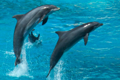 science, biodiversity, marine life, dolphins, communication, recognition